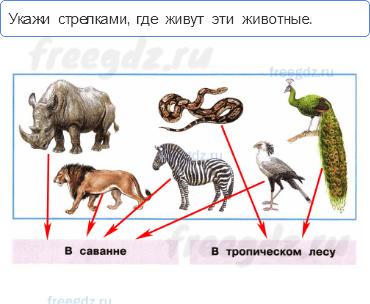 Часть 2 — Где живут слоны? — 2 - 0