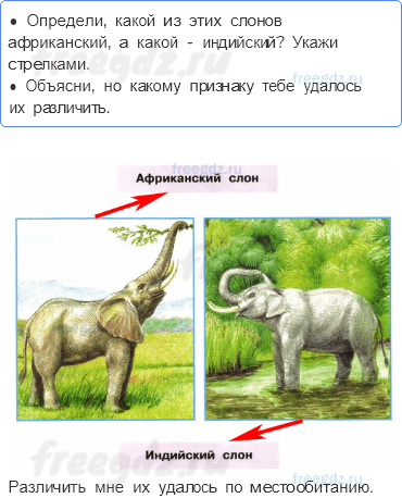 Часть 2 — Где живут слоны? — 1 - 0