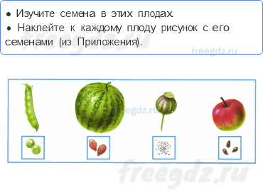 Часть 1 — Что общего у разных растений? — 3 - 0