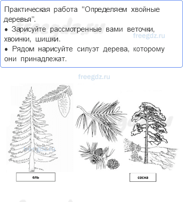 Часть 1 — Что такое хвоинки? — 2 - 0
