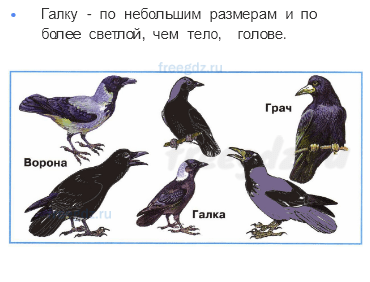 Часть 1 — Кто такие птицы? — 2 - 2