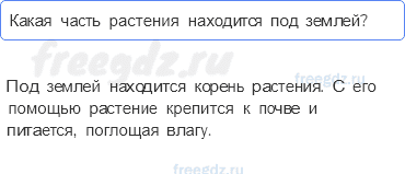 Часть 1 — Что общего у разных растений? — 3 - 0