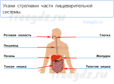 Мы и наше здоровье — Наше питание — 3 - 0