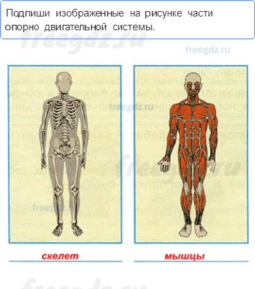 Мы и наше здоровье — Опора тела и движение — 1 - 0
