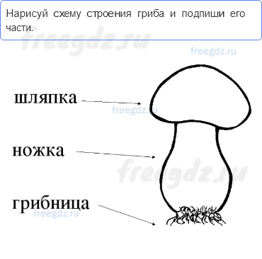 Эта удивительная природа — В царстве грибов — 1 - 0