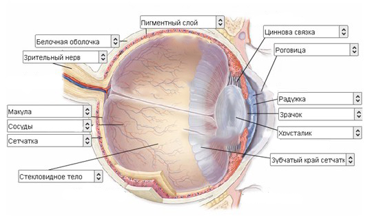 Тест по биологии зрительный анализатор строение глаза
