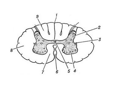 Срез спинного мозга рисунок