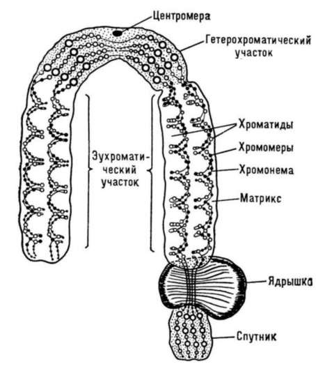 Схема строения хромосомы