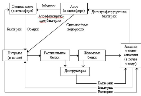 Вставь цифры которыми на схеме биологического круговорота обозначены