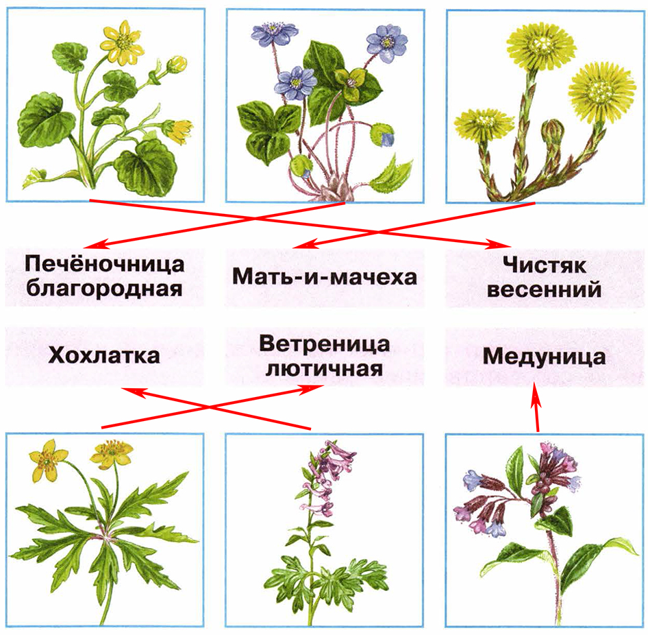 Часть 2 — В гости к весне — 4 — стр. 56 | Школа России - Рабочая тетрадь  (Гара, Назарова, Плешаков) ГДЗ Окружающий мир 2 класс