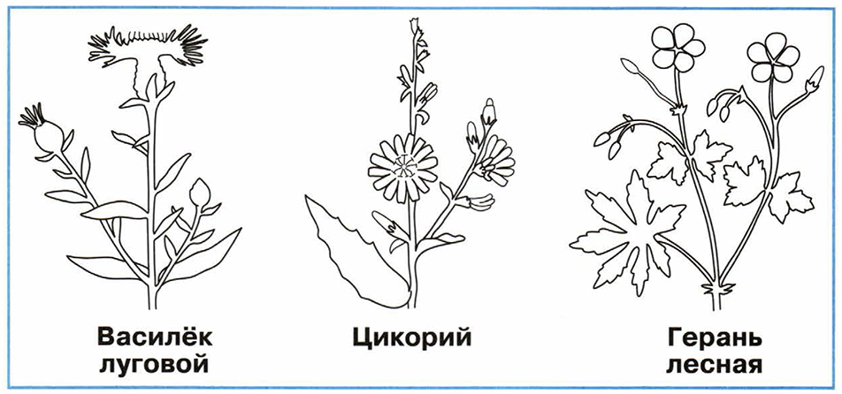 Василек цикорий герань лесная. Василек Луговой цикорий герань Лесная. С помощью рисунка учебника раскрась растения. Герань Луговая Василек цикорий. Постарайся с помощью рисунка учебника раскрасить растения.
