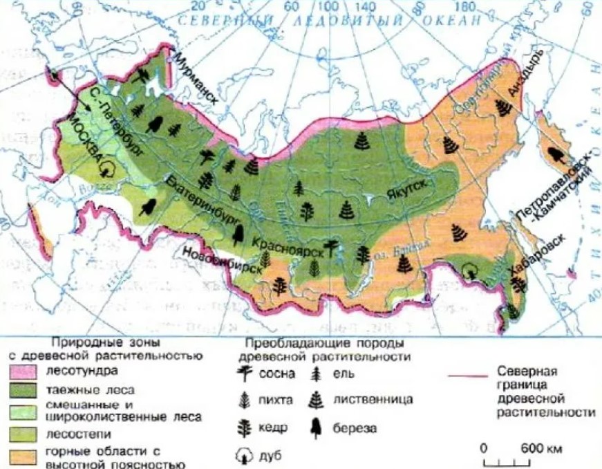 Леса сибири карта. Темнохвойные Елово-пихтовые леса на карте. Почвенная карта тайги.