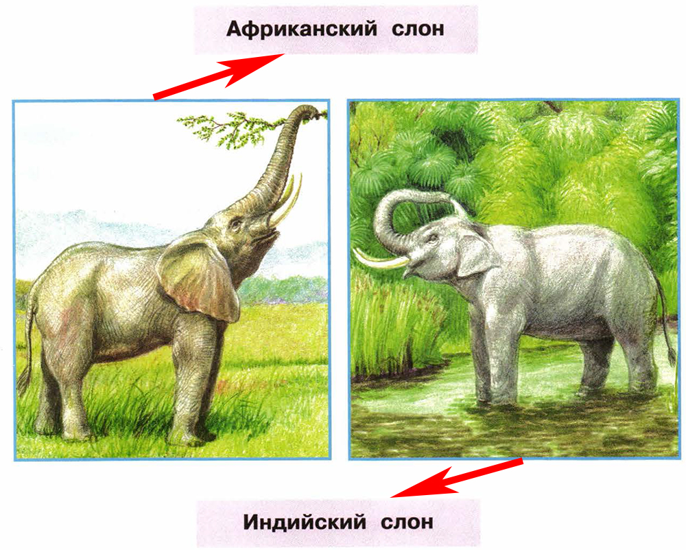 Часть 2 — Где живут слоны? — 1 | Школа России - Рабочая тетрадь - Рабочая  тетрадь (Плешаков) ГДЗ Окружающий мир 1 класс