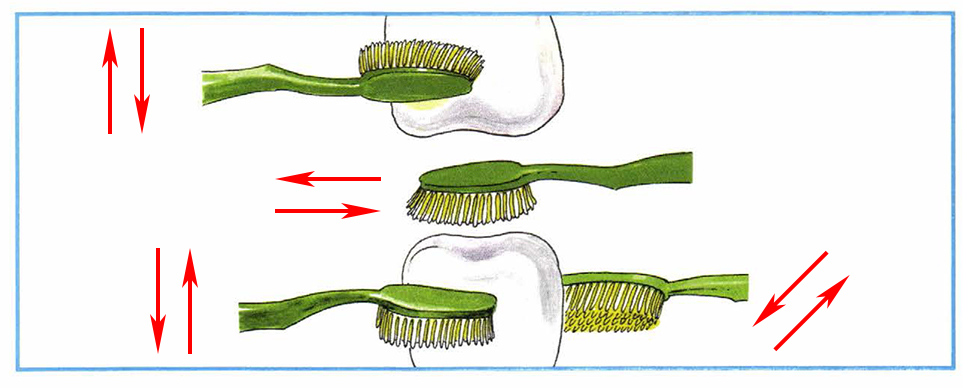 Окружающий мир 1 класс мыть руки. Покажи стрелками движения зубной щетки при чистке зубов 1 класс. Почему нужно чистить зубы 1 класс рабочая тетрадь окружающий мир. Движение щетки при чистке зубов. Показать стрелками движение зубной щетки.