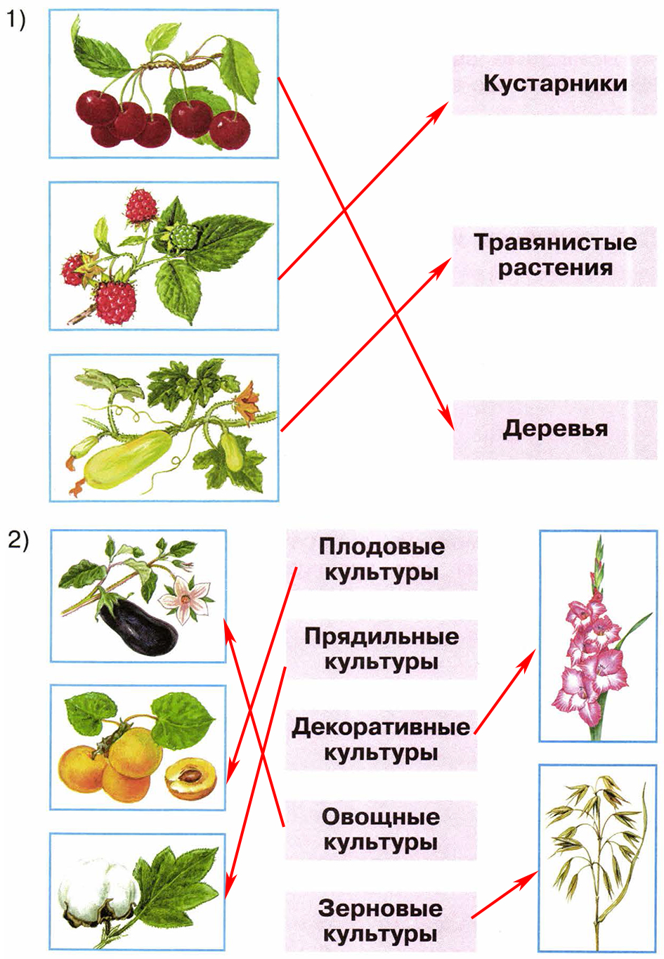 Часть 1 — Дикорастущие и культурные растения — 2 — стр. 48 | Школа России -  Рабочая тетрадь (Гара, Назарова, Плешаков) ГДЗ Окружающий мир 2 класс