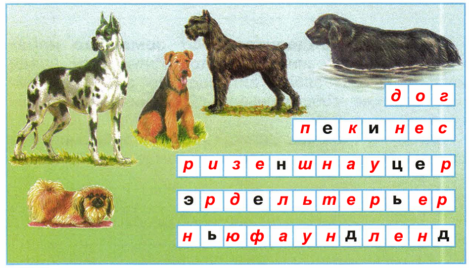 Описание кошки и собаки на первом рисунке