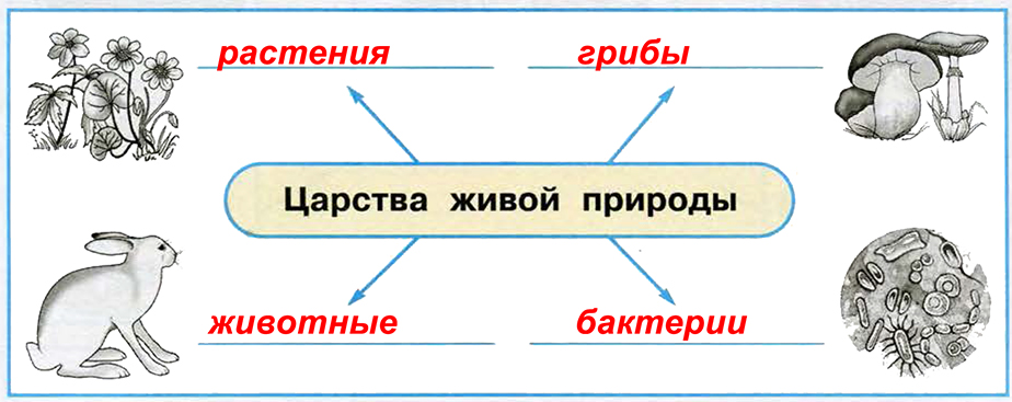 Проект как устроен мир 3 класс окружающий мир