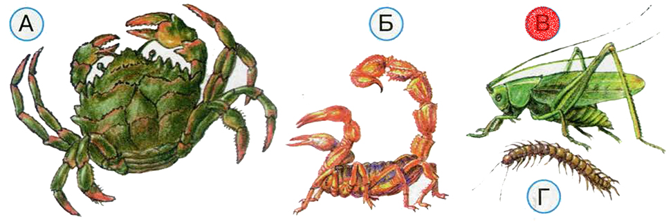 Тест насекомые ответы. Какое из этих животных не насекомое. Какие из этих животных насекомые. Какое из животных насекомое окружающий мир. Насекомые это животные 1 класс окружающий мир.