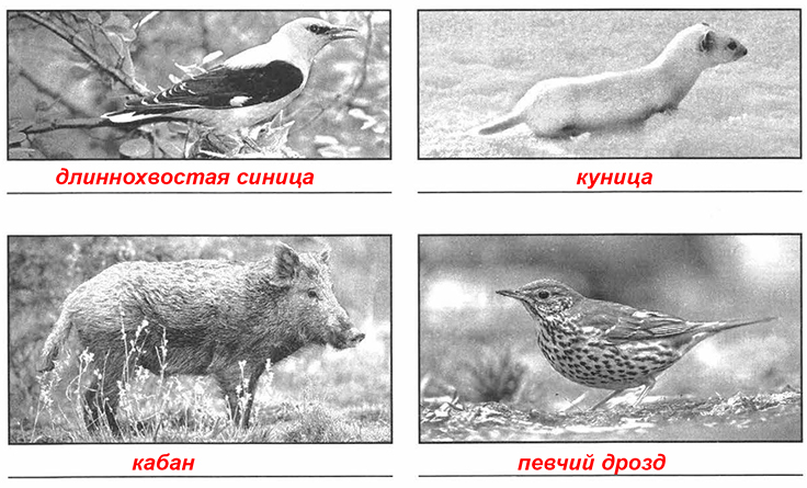 Подпиши их. Рассмотри фотографии узнай животных леса Подпиши их названия. Рассмотрите фотографии и определите Тип погоды.