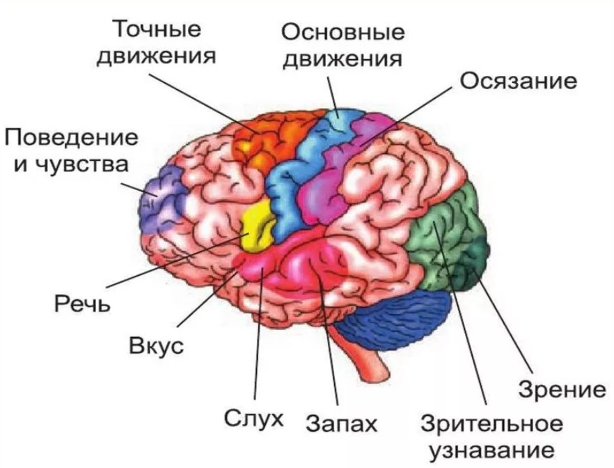 Общий план строения коры больших полушарий головного мозга