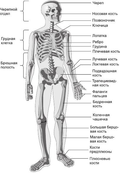 Схема отделы скелета