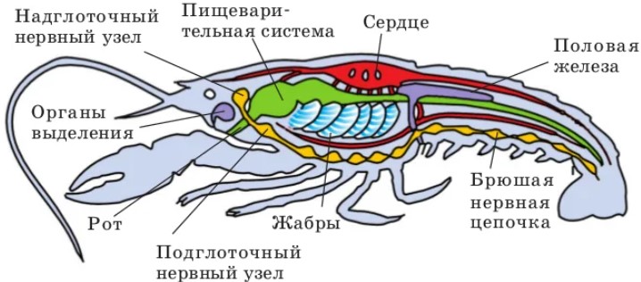 Определи на рисунке цифру которой обозначен. Ракообразные схема органов. Пищеварительная система членистоногих схема. Строение ракообразных схема. Внутреннее строение ракообразных.