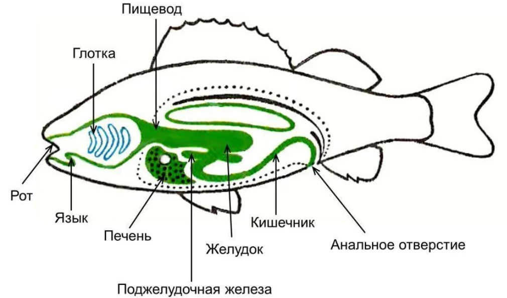 Какой орган присутствует только у представителей рыб. Строение пищеварительной системы рыб.