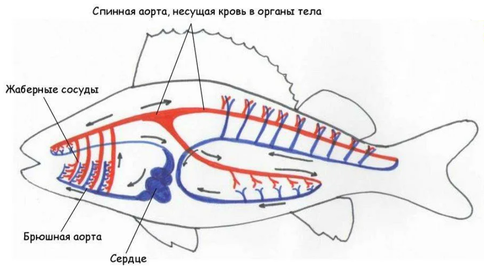 Кровеносная система рыб замкнутая