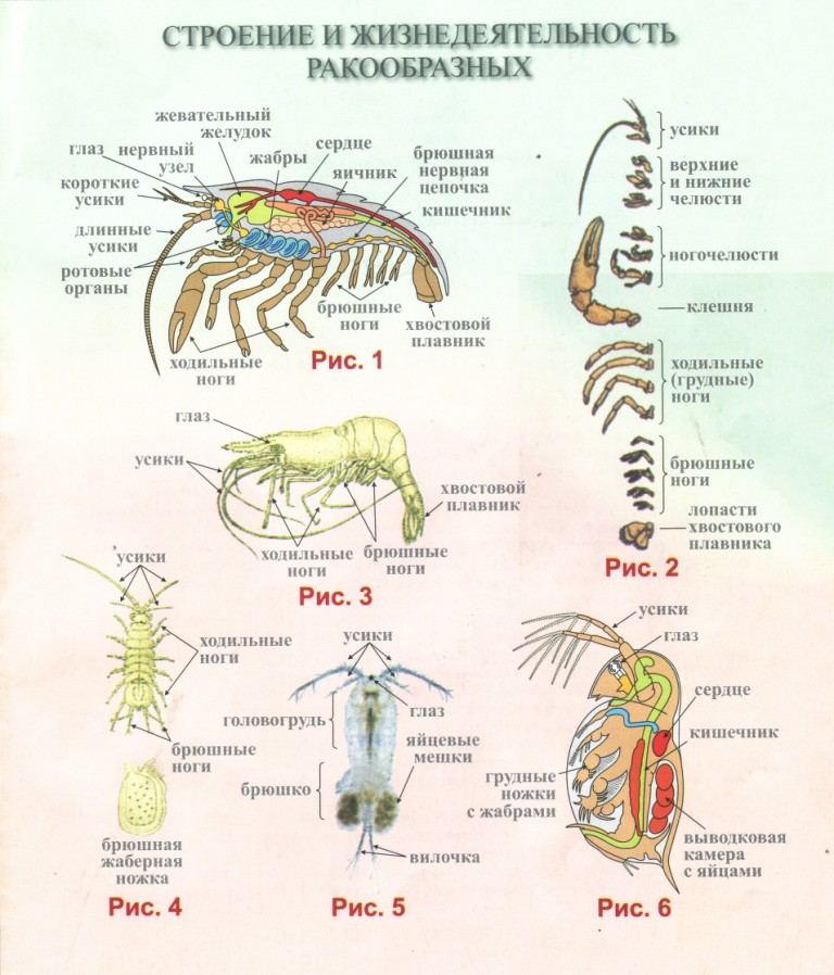 Ракообразные биология 7. Внутреннее строение креветки биология. Внутреннее строение ракообразных. Лабораторная работа по ракообразным 7 класс. Креветка строение биология.