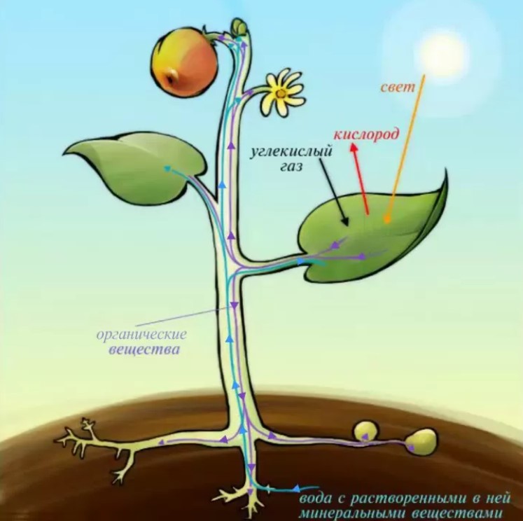 Как происходит обмен веществ у растений