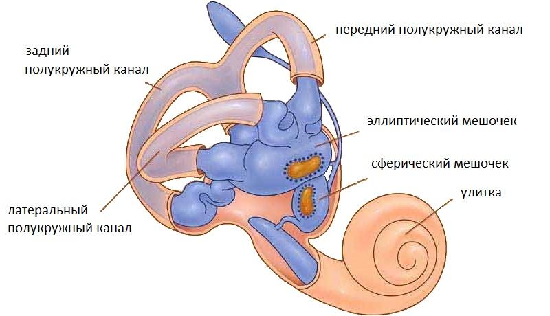 Орган равновесия картинка